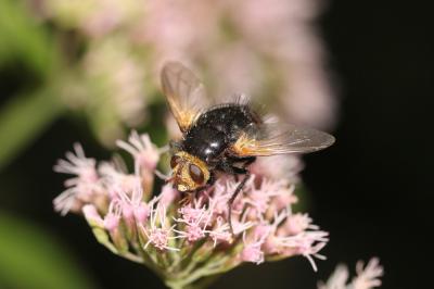  Tachina grossa (Linnaeus, 1758)