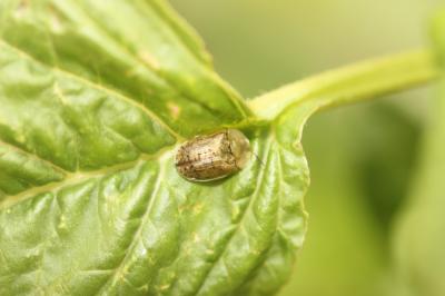 Casside brune Cassida nebulosa Linnaeus, 1758