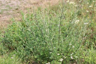 Armoise commune, Herbe de feu Artemisia vulgaris L., 1753