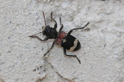 Clairon mutile Clerus mutillarius Fabricius, 1775