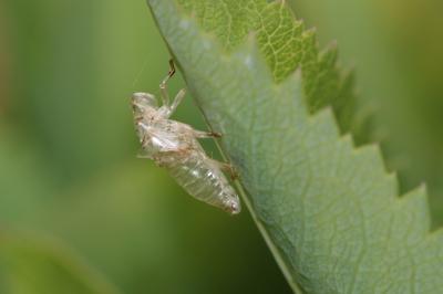  Cercopidae Westwood, 1838