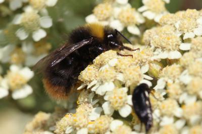  Bombus Latreille, 1802