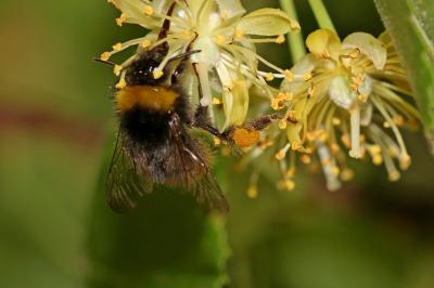  Bombus Latreille, 1802