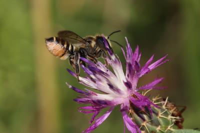  Megachile pilicrus Morawitz, 1877