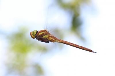 Aeschne isocèle Aeshna isoceles (O.F. Müller, 1767)