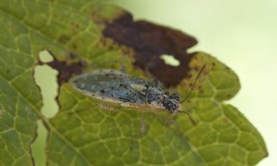  Brachycarenus tigrinus (Schilling, 1829)