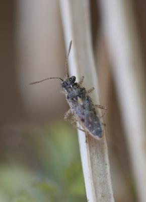  Brachycarenus tigrinus (Schilling, 1829)