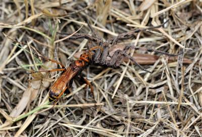  Cryptocheilus alternatus alternatus (Lepeletier, 1845)