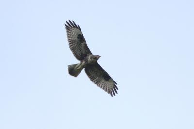Buse variable Buteo buteo (Linnaeus, 1758)