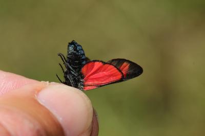 Zygène transalpine (La) Zygaena transalpina (Esper, 1780)