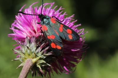 Zygène transalpine (La) Zygaena transalpina (Esper, 1780)