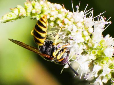  Philanthus triangulum (Fabricius, 1775)