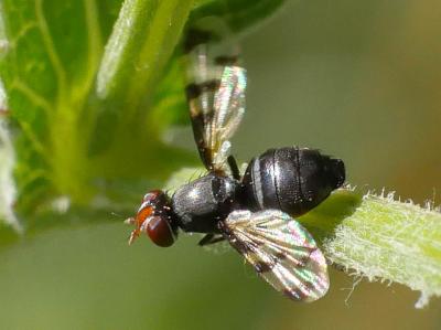  Herina germinationis (Rossi, 1790)