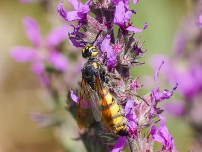  Colpa sexmaculata (Fabricius, 1781)