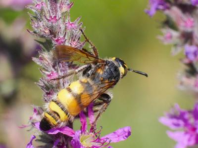  Colpa sexmaculata (Fabricius, 1781)