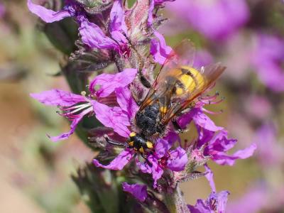 Colpa sexmaculata (Fabricius, 1781)