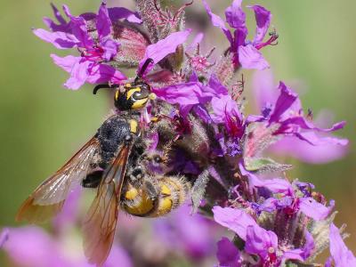  Colpa sexmaculata (Fabricius, 1781)