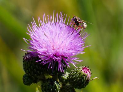  Physocephala vittata (Fabricius, 1794)