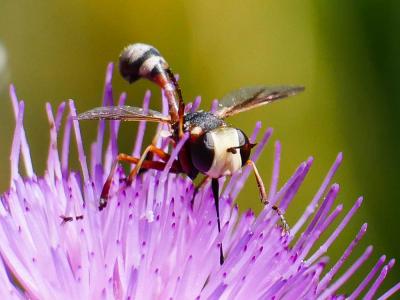  Physocephala vittata (Fabricius, 1794)