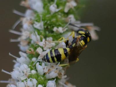  Philanthus pulchellus Spinola, 1843