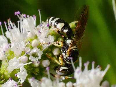  Crabronidae Latreille, 1802