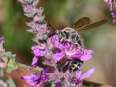  Colpa sexmaculata (Fabricius, 1781)