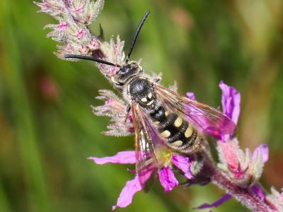  Colpa sexmaculata (Fabricius, 1781)