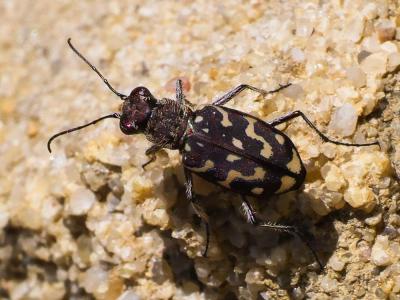  Lophyra flexuosa (Fabricius, 1787)