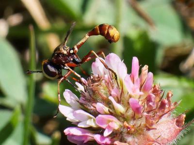  Physocephala vittata (Fabricius, 1794)