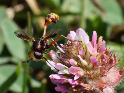  Physocephala vittata (Fabricius, 1794)