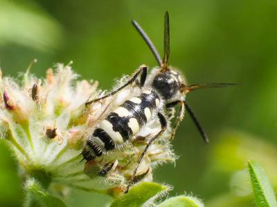  Colpa sexmaculata (Fabricius, 1781)