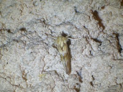  Cynaeda dentalis (Denis & Schiffermüller, 1775)
