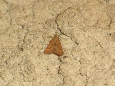  Synaphe punctalis (Fabricius, 1775)