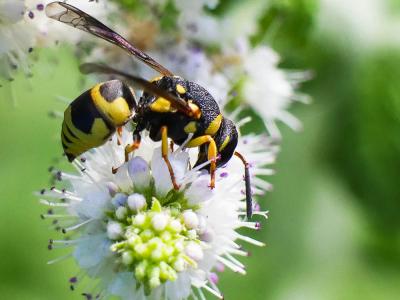  Ancistrocerus Wesmael, 1836