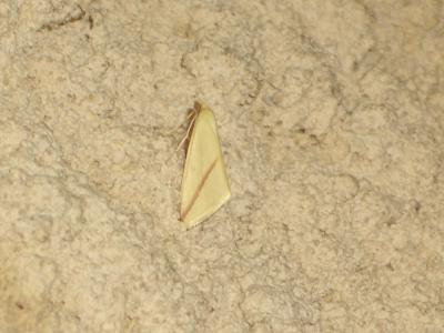 Phalène sacrée (La) Rhodometra sacraria (Linnaeus, 1767)