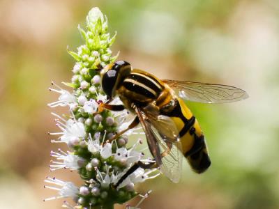  Helophilus trivittatus (Fabricius, 1805)