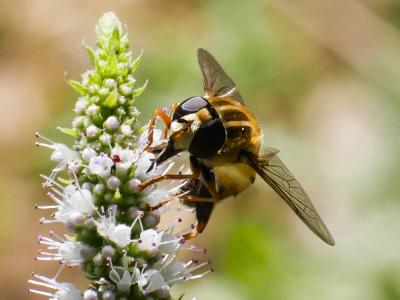  Helophilus trivittatus (Fabricius, 1805)