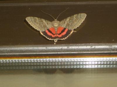 Déplacée (La) Catocala elocata (Esper, 1787)