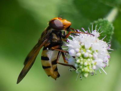  Volucella inanis (Linnaeus, 1758)