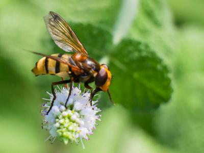  Volucella inanis (Linnaeus, 1758)