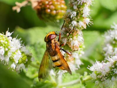  Volucella inanis (Linnaeus, 1758)