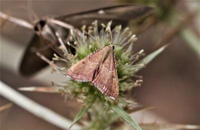  Endotricha flammealis (Denis & Schiffermüller, 1775)