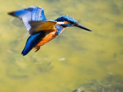 Martin-pêcheur d'Europe Alcedo atthis (Linnaeus, 1758)