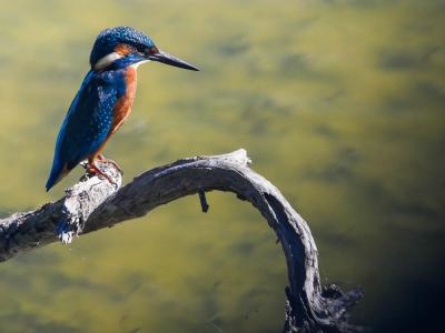 Martin-pêcheur d'Europe Alcedo atthis (Linnaeus, 1758)