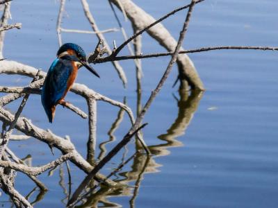 Martin-pêcheur d'Europe Alcedo atthis (Linnaeus, 1758)