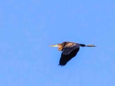 Héron pourpré Ardea purpurea Linnaeus, 1766
