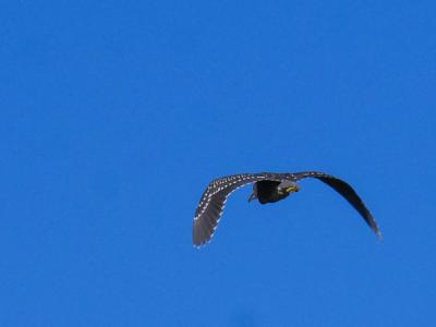 Héron bihoreau, Bihoreau gris Nycticorax nycticorax (Linnaeus, 1758)