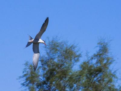 Sterne pierregarin Sterna hirundo Linnaeus, 1758