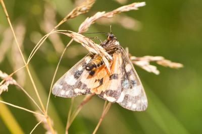 Ecaille marbrée (L'), Ecaille lustrée (L') Callimorpha dominula (Linnaeus, 1758)