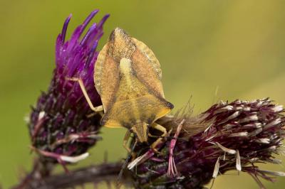  Carpocoris fuscispinus (Boheman, 1850)